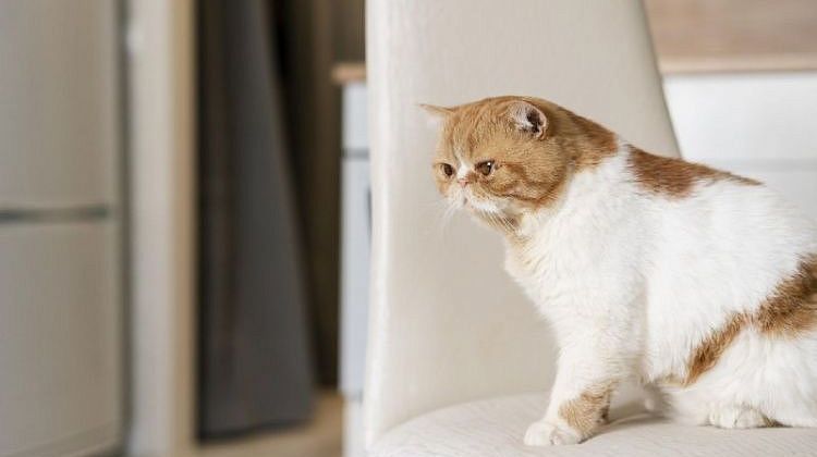 ������ ����� ��������� ����� ���: ������� ���� � ����� ����� ������ �����