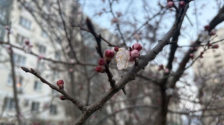 ������ ������ �� ������ ������� ������ � ����������� � �������