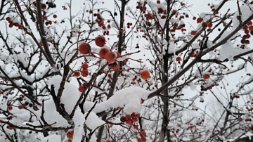 �������� ������ �� ������: ��� ������ 15 �����, � � ������ ������� � ����� 11 ������ � ��������