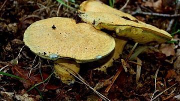 ����� ��� ������ � �������� �� ������: � ��� ������������ �������? 