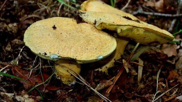 ����� ��� ������ � �������� �� ������: � ��� ������������ �������? 