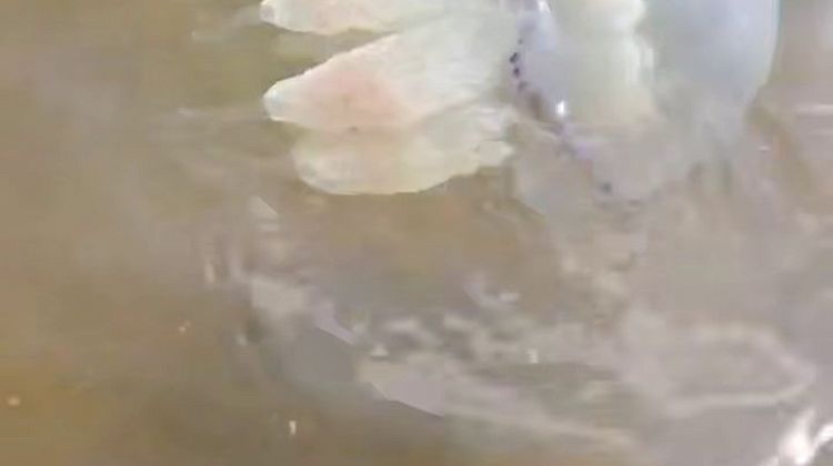 !   :       ?
