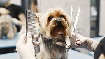 ���������! ����������� �������� ������ ������ ��������, ������ ������������