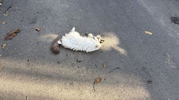 ������ ���������� �� ������: ������ ���������� �� +22 ��������