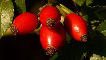 ����������� ��������: ��������-������ ��� ������� ����?