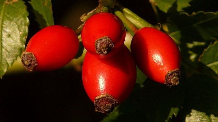 ����������� ��������: ��������-������ ��� ������� ����?