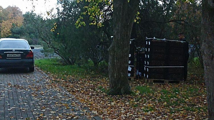 Краснодар готовится стать тюльпановой столицей с осени: в Ботаническом саду кипят работы (фотоэксклюзив)  Краснодар готовится стать тюльпановой столицей с осени: в Ботаническом саду кипят работы (фотоэксклюзив)